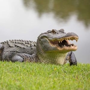 Meet your Posher, Hatcher